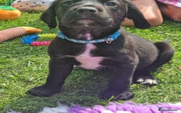 Springador dogs for sale: 💥FULL HEALTH TESTED BLACK SPRINGERDORS FOR SALE💥 in Market Drayton - Image 6