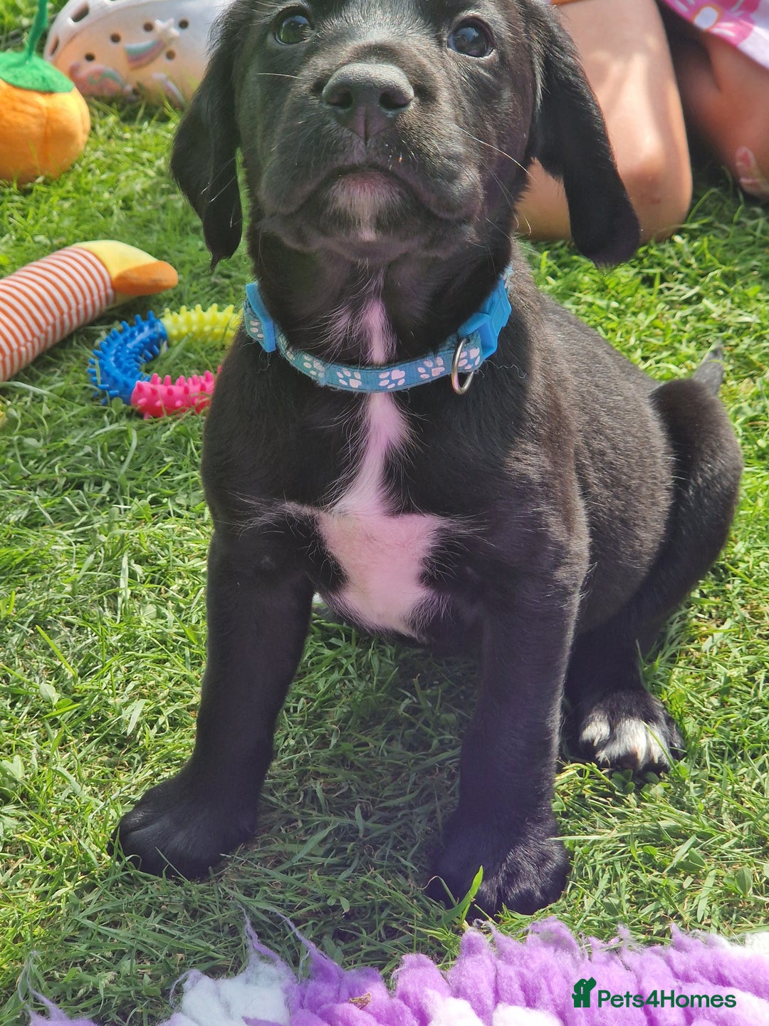 Springador dogs for sale: 💥FULL HEALTH TESTED BLACK SPRINGERDORS FOR SALE💥 in Market Drayton - Image 6
