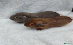 Guinea Pig rodents for sale: Guinea pig pairs for sale  - Image 3