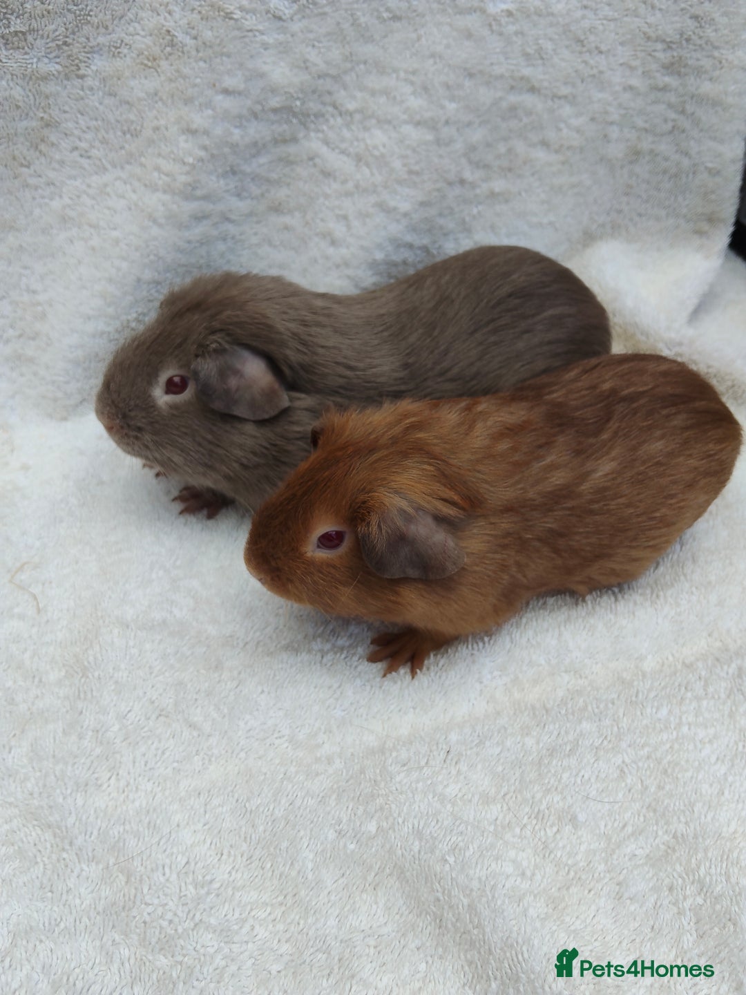 Guinea Pig rodents for sale: Guinea pig pairs for sale  - Image 3