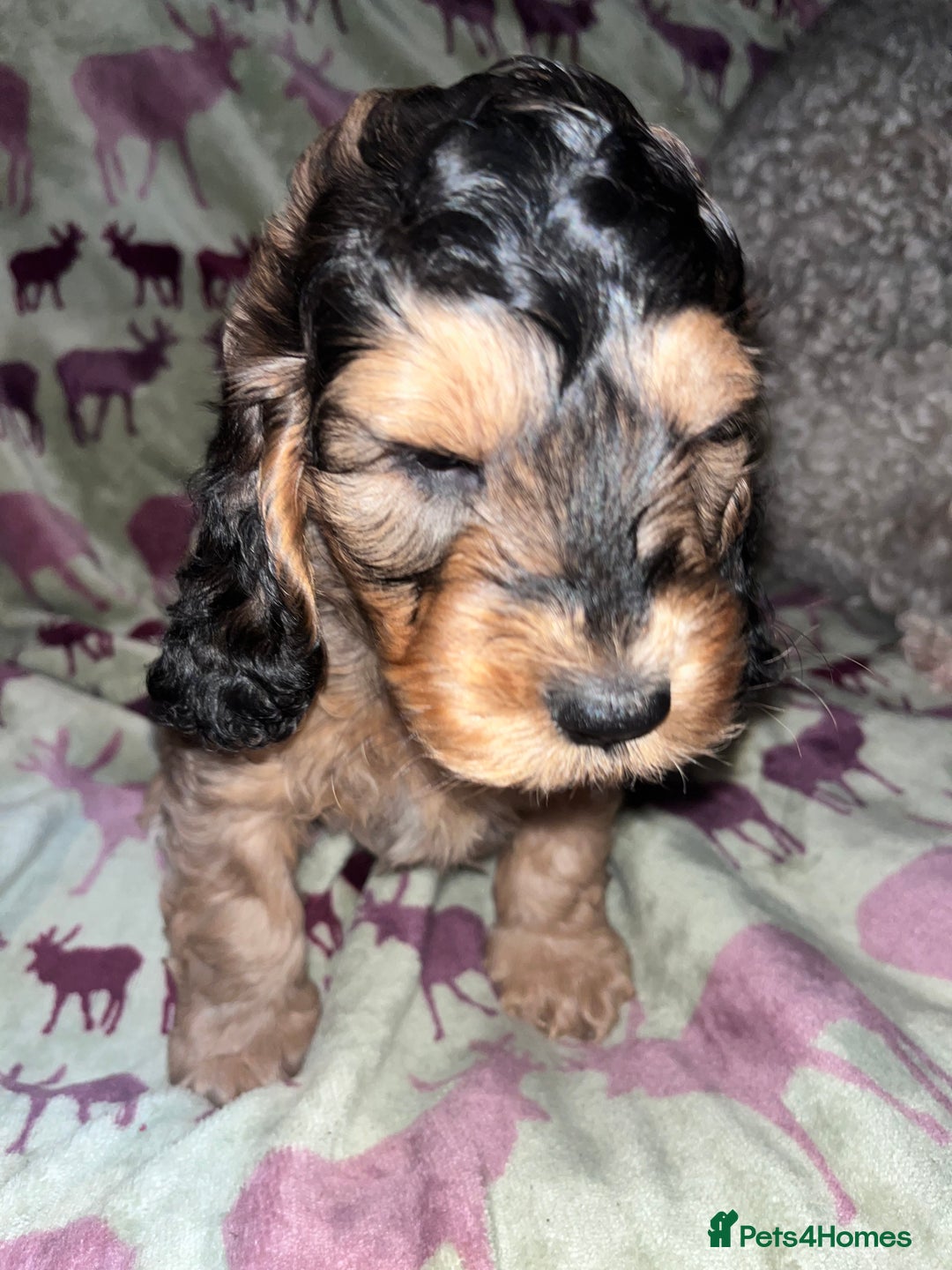 Australian Labradoodle dogs for sale: Gorgeous Australian Labradoodle Puppies  - Advert 28