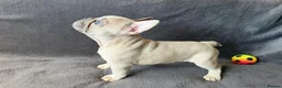 French Bulldog dogs for sale: KC Registered French Bulldogs Boys Ready Now in Borehamwood - Advert 8