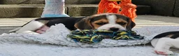 Beagle dogs for sale: Stunning Litter of KC Registered Beagle Pups  in Thirsk - Advert 11