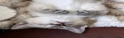 Oriental cats for sale: Stunning Oriental Ragdolls  - Advert 10