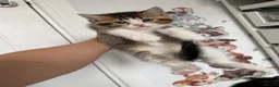 Mixed Breed cats for sale: Mixed breed British shorthair kittens  - Advert 17