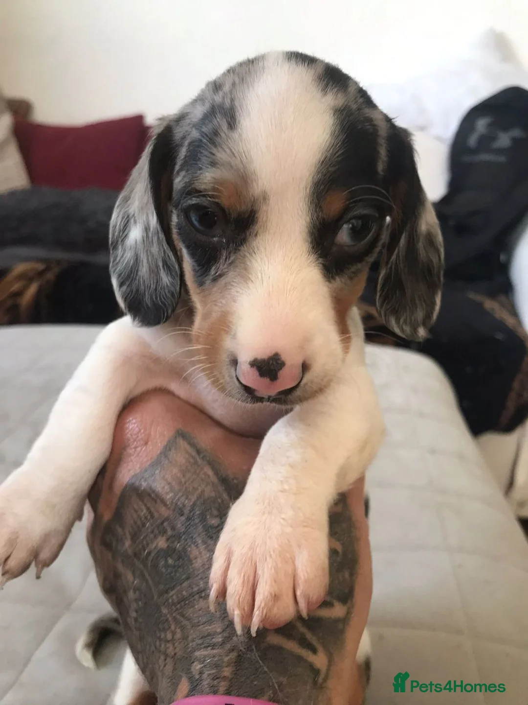 Miniature Dachshund dogs for sale: Adorable Miniature Dachshund Puppies - Advert 11