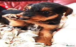 Airedale Terrier dogs for sale: Superb Airedale Terrier puppies Champion parents - Image 8