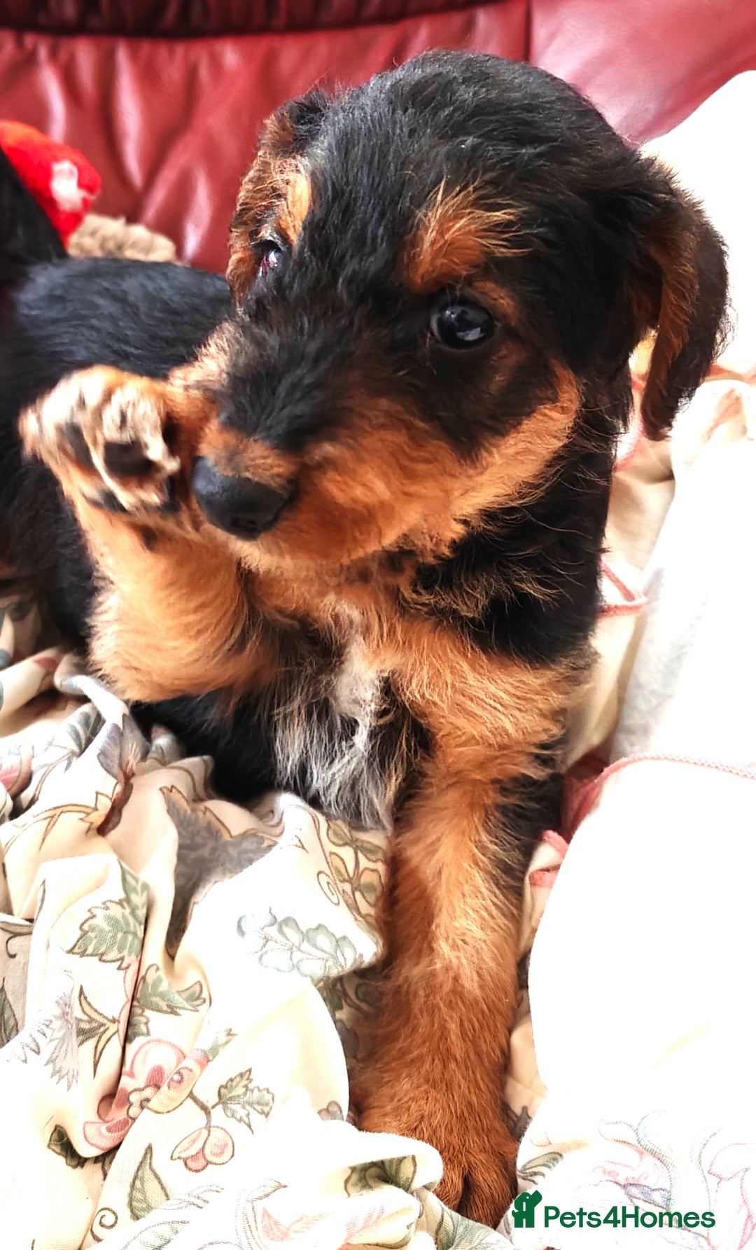 Airedale Terrier dogs for sale: Superb Airedale Terrier puppies Champion parents - Image 8
