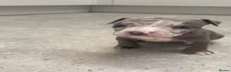 American Bully dogs for sale: 4 pups left ready to leave now - Advert 25