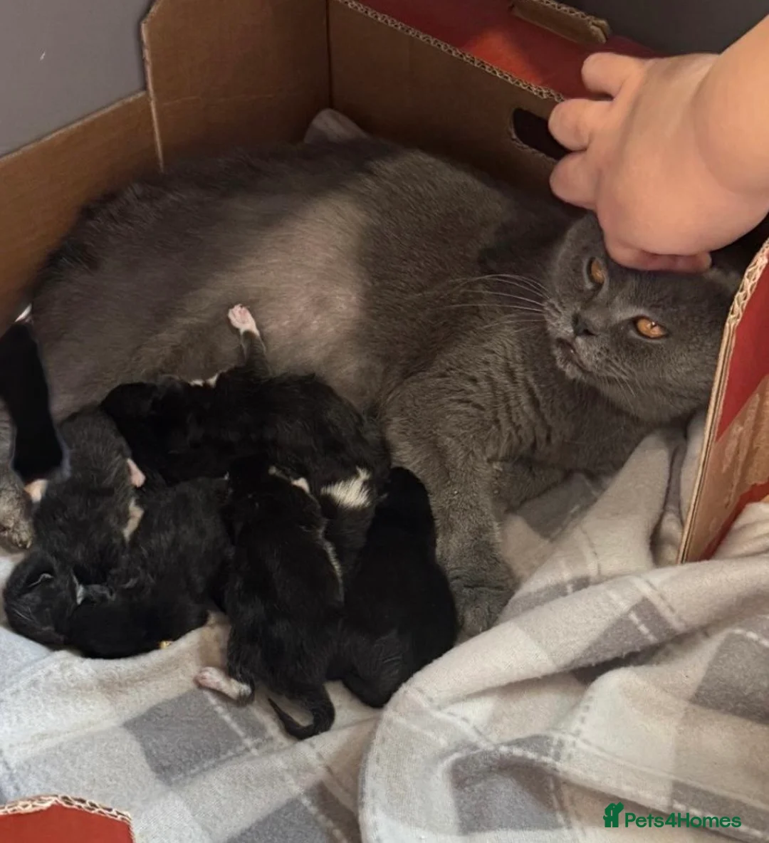 British Shorthair cats for sale: PURE BSH Girl kitten and BSH mix adorable boys - Advert 10