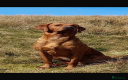 Labrador Retriever dogs for sale: My lovely Labrador puppies - Image 31