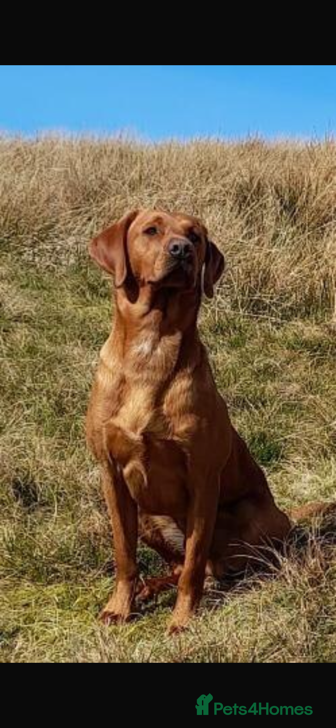 Labrador Retriever dogs for sale: My lovely Labrador puppies - Image 31