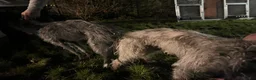 Bedlington Terrier dogs for sale: Beautiful Bedy/whippet Pups in Halstead - Advert 4