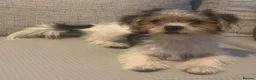 Morkie dogs for sale: Nelli  - Advert 3