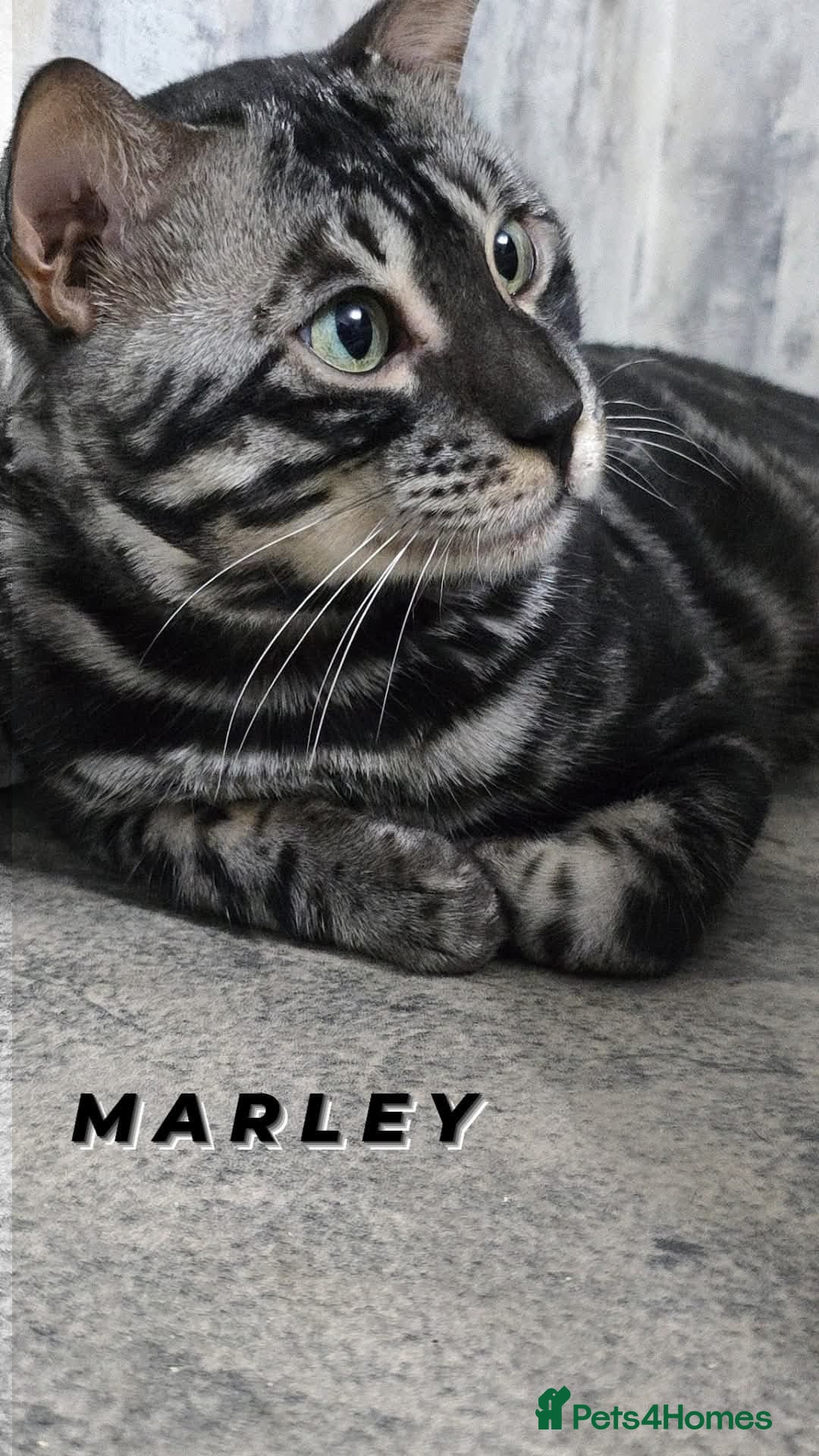 Bengal cats Proven Charcoal boy in Andover - Advert 9