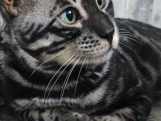 Bengal cats Proven Charcoal boy in Andover - Advert 10