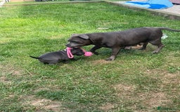 Staffordshire Bull Terrier dogs for sale: KC registered Blue Staffordshire bull terrier’s  in Colchester - Image 19