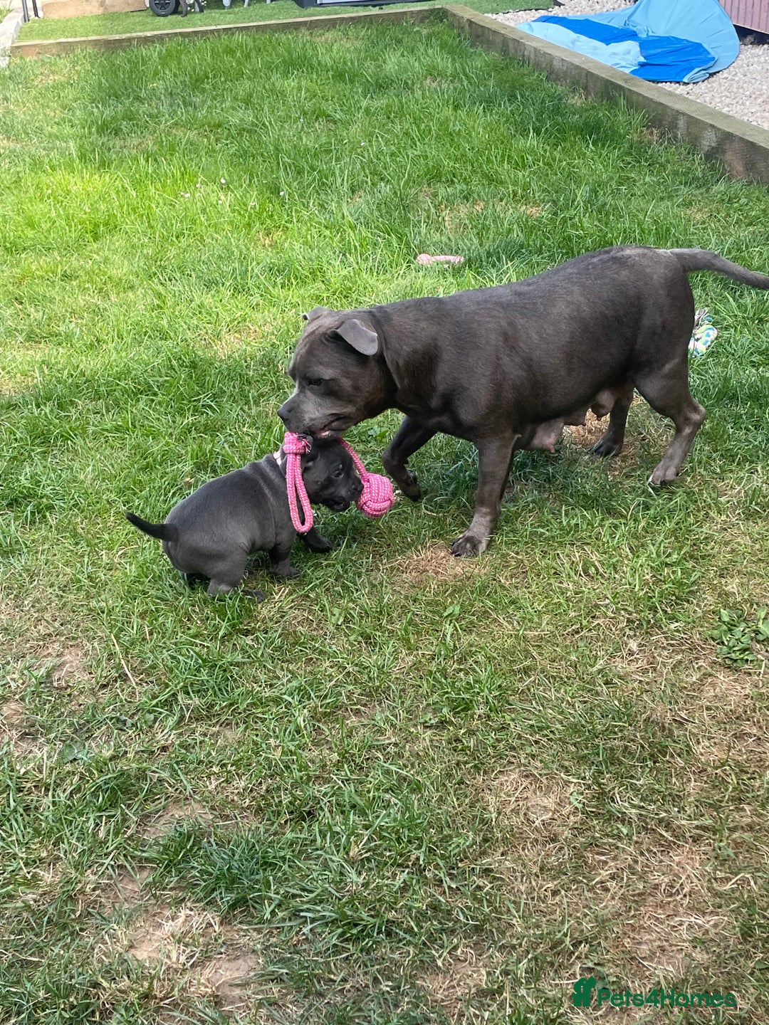 Staffordshire Bull Terrier dogs for sale: KC registered Blue Staffordshire bull terrier’s  in Colchester - Image 19