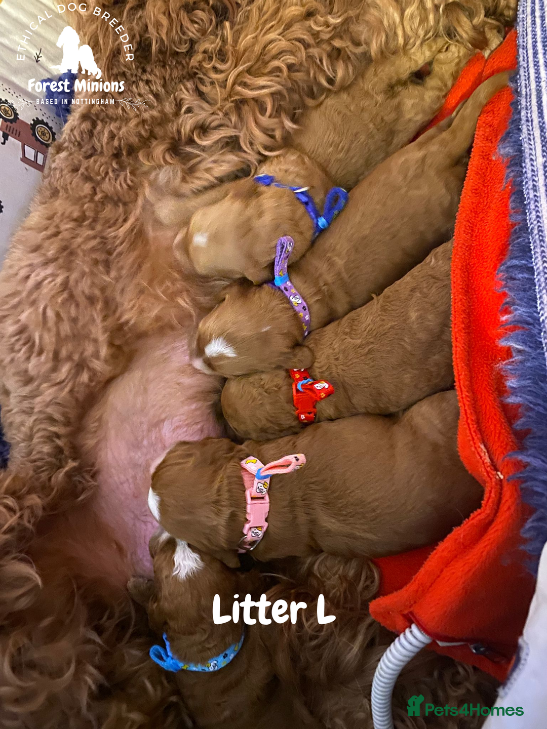Cockapoo dogs for sale: Beautiful Cockapoo puppies (DNA CLEAR) - Advert 18