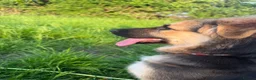 Mixed Breed dogs for sale: Kali  in Gloucester - Advert 4