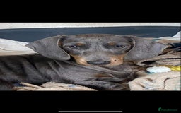 Dachshund dogs for sale: Dachshund girl pup - Image 5
