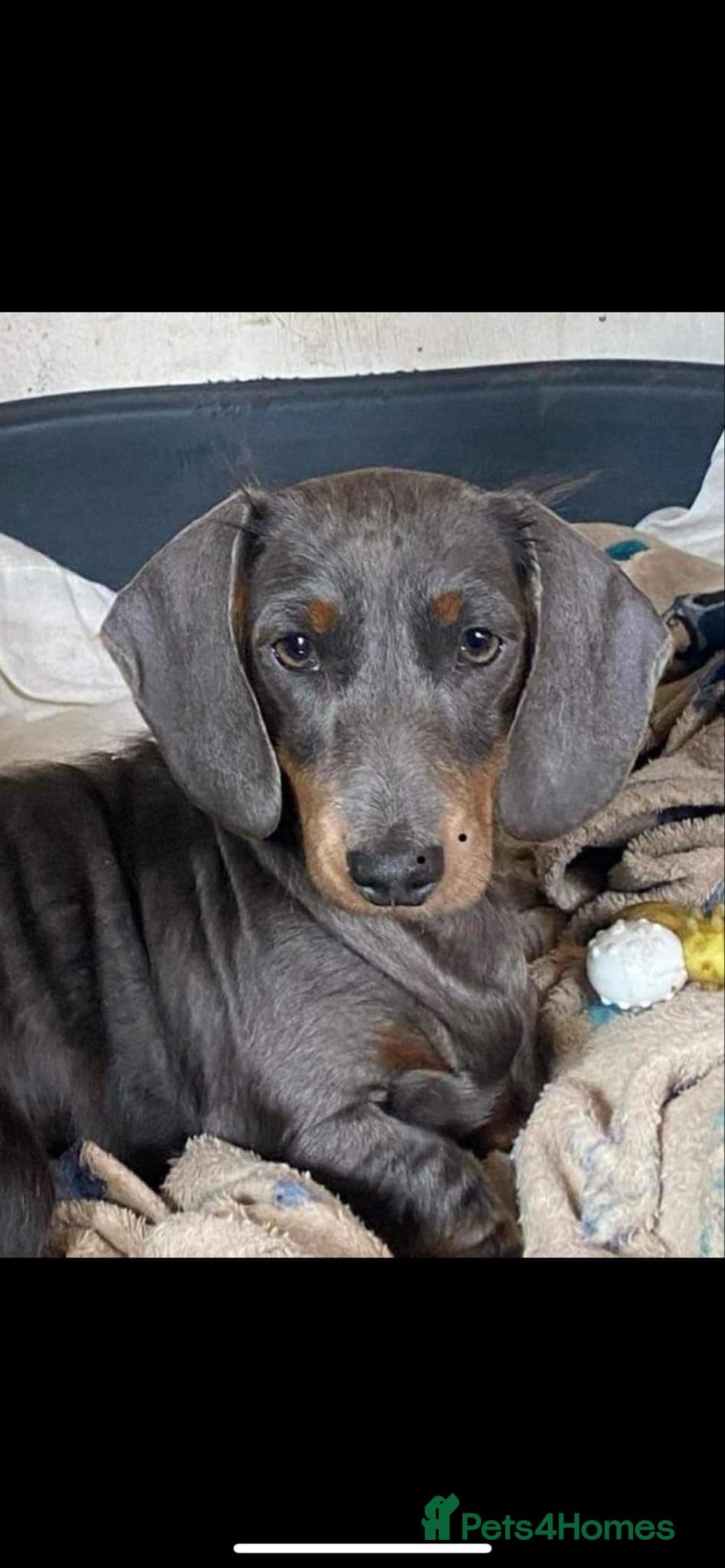 Dachshund dogs for sale: Dachshund girl pup - Image 5