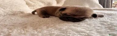 Pug 7