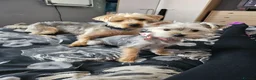 Yorkshire Terrier dogs for sale: Rocky and roxy - Advert 16