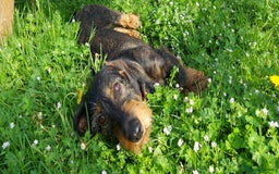Dachshund dogs for sale: Working teckel puppies (parents European imports) - Image 2