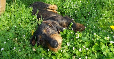 Dachshund dogs - Advert 12