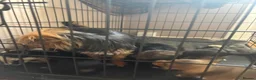 Chorkie dogs for sale: Tiny chorkie puppies  - Advert 2
