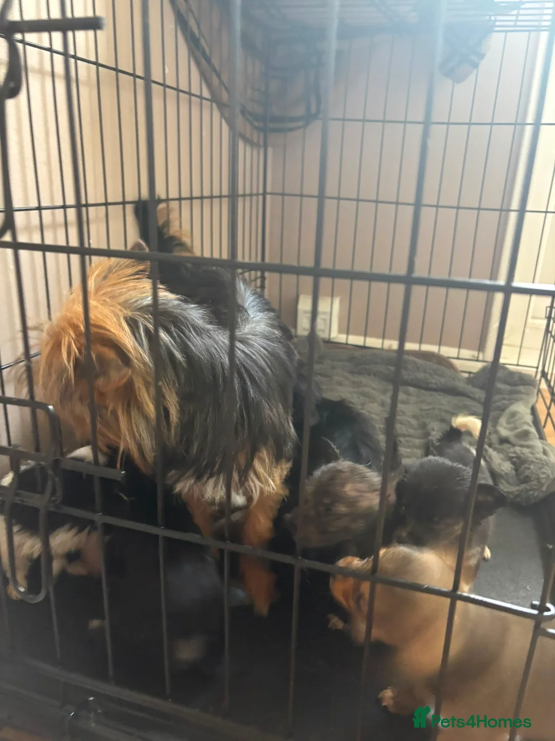 Chorkie dogs for sale: Tiny chorkie puppies  - Advert 2