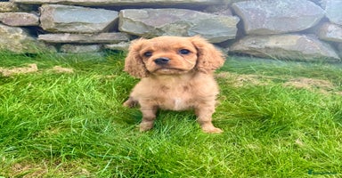 Cavalier King Charles Spaniel dogs - Advert 3