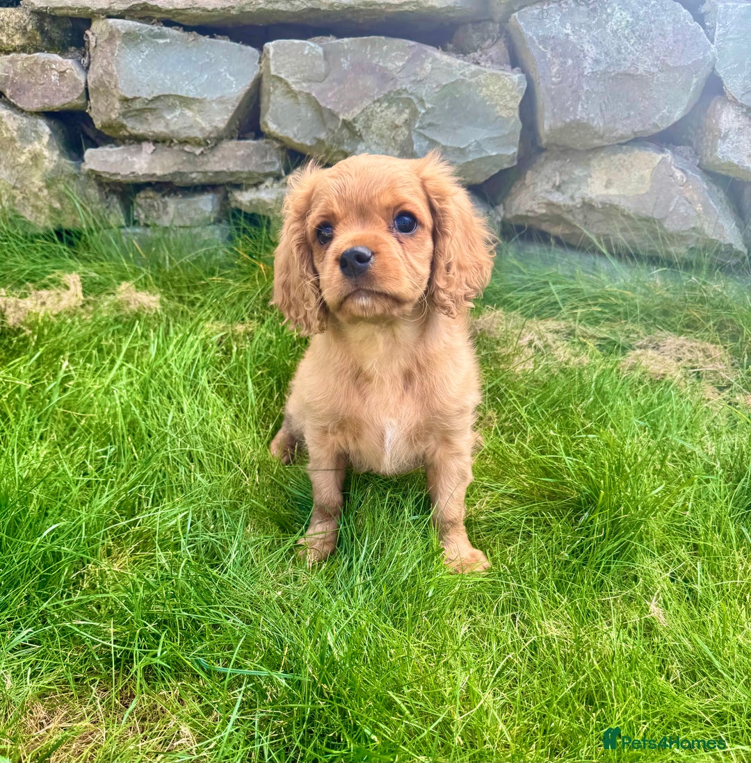 Cavalier King Charles Spaniel dogs for sale: Stunning cavalier King Charles spaniels.1 boy left - Image 3
