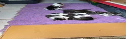 Mixed Breed cats for sale: 5 kittens and adult cat sale. Adult cat £50  in Ipswich - Advert 20