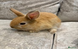 Netherland Dwarf rabbits for sale: Baby Netherlands dwarf/dwarf lion heads - Image 5