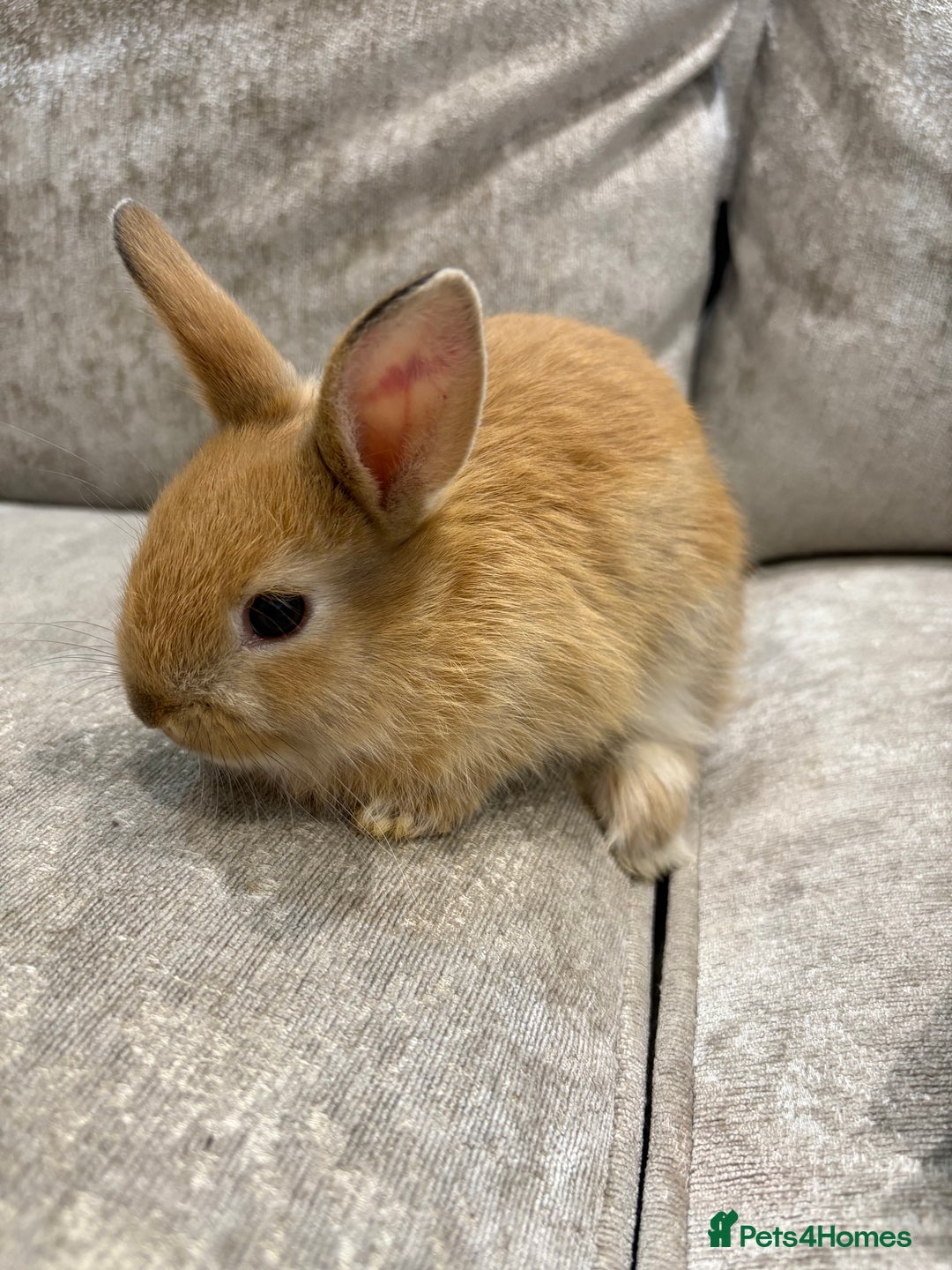 Netherland Dwarf rabbits for sale: Baby Netherlands dwarf/dwarf lion heads - Image 5