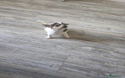 Mixed Breed dogs for sale: Chihuahua x jack Russell puppies 4 boys  - Image 12