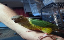 Conures birds for sale: Hand reared and hand tame Conures  - Advert 2
