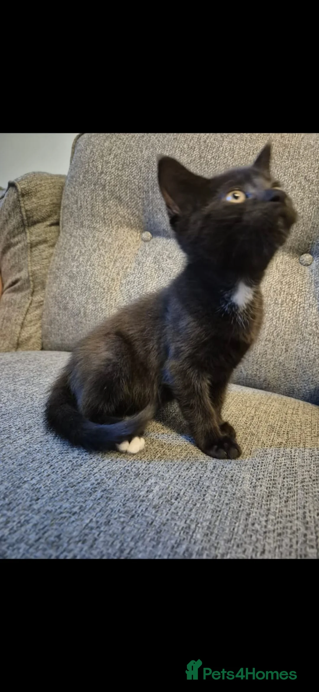 Mixed Breed cats for sale: Maine Coon  1/2 cross in Manchester - Advert 7