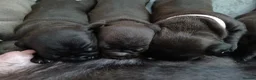 Staffordshire Bull Terrier dogs for sale: staffy puppies  - Advert 11