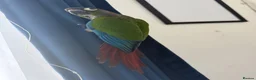 Conures birds for sale: Green cheek conure for sale in Cardiff - Advert 4