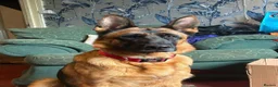 German Shepherd dogs for sale: 10 stunning german shepherd pups. - Advert 3