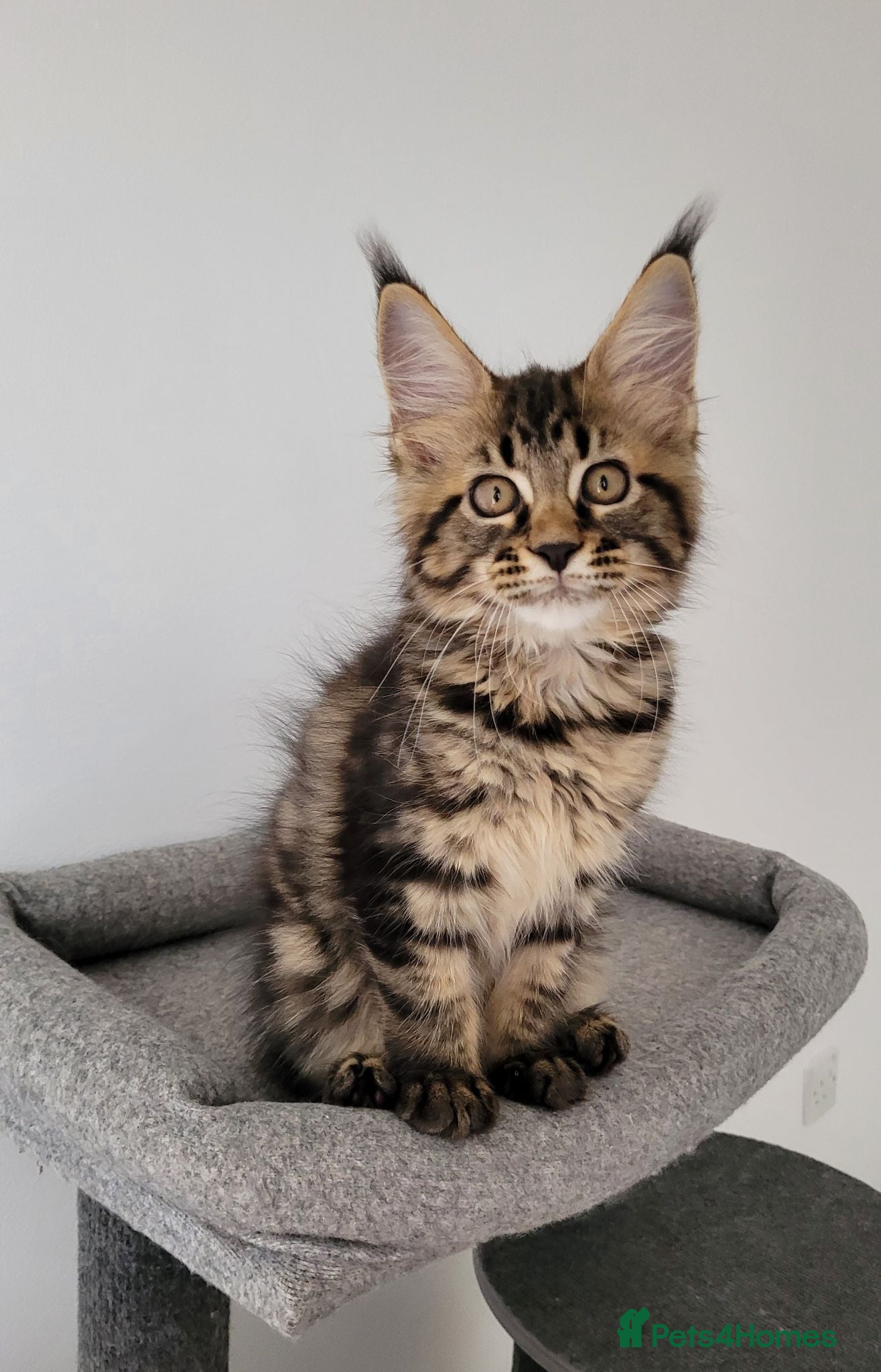 Maine Coon cats Tica registered maine coon kittens  - Advert 3