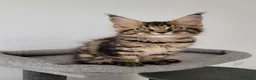 Maine Coon cats for sale: Tica registered maine coon kittens  - Advert 3