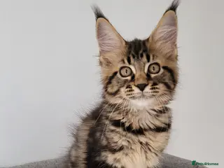 Maine Coon cats Tica registered maine coon kittens - Advert 3