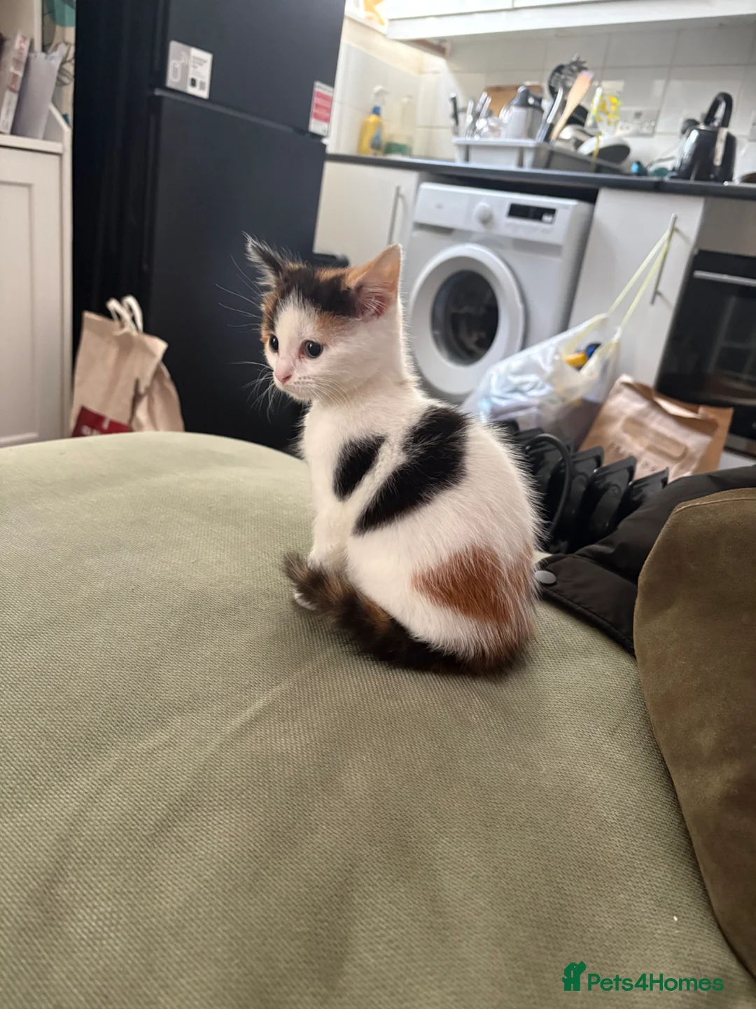 Mixed Breed cats for sale: Beautiful Calico girl - Advert 9