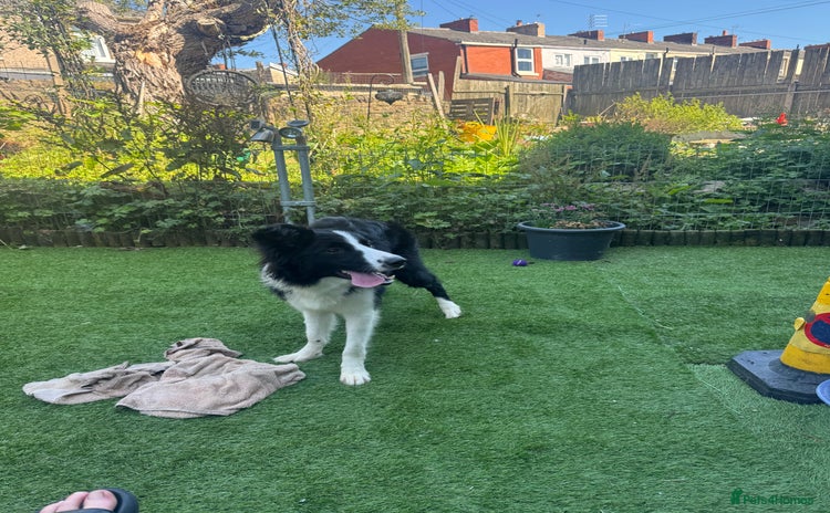 Border Collie dogs - Advert 1