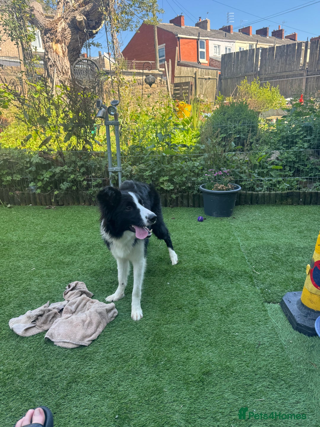 Border Collie dogs for sale: Border collie ( Cali )  - Image 1