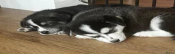 Mixed Breed dogs for sale: Husky X Labrador puppies  - Advert 17